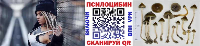 Псилоцибиновые грибы Psilocybe  Купить  Данилов 